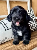 Rose , a female Miniature Aussiedoodle for sale in Port Richey, FL – Photo 2 of 10
