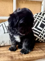 Rose , a female Miniature Aussiedoodle for sale in Port Richey, FL – Photo 3 of 10