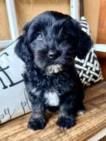 Rose , a female Miniature Aussiedoodle for sale in Port Richey, FL – Photo 4 of 10