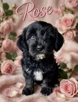 Rose , a female Miniature Aussiedoodle for sale in Port Richey, FL – Photo 1 of 10