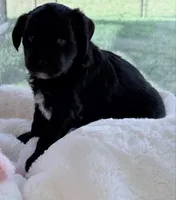 Rose , a female Miniature Aussiedoodle for sale in Port Richey, FL – Photo 5 of 8