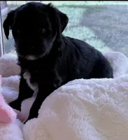 Rose , a female Miniature Aussiedoodle for sale in Port Richey, FL – Photo 4 of 8