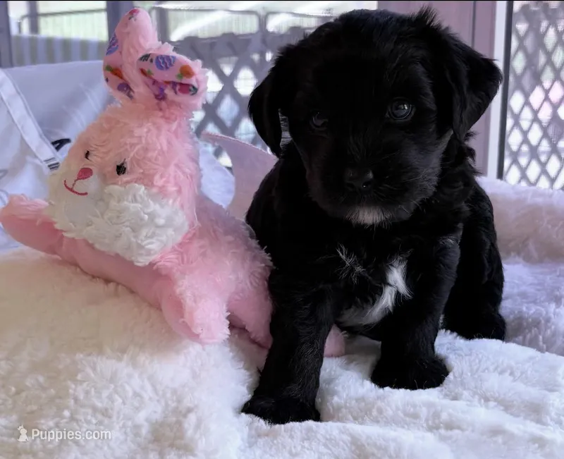 Rose  – Miniature Aussiedoodle puppy for sale in Port Richey, FL