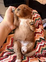 Starla, a female Miniature Bernedoodle for sale in Spring Hill, FL – 10 of 10
