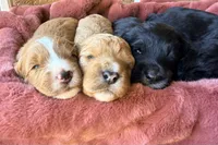 Truman, a male Miniature Bernedoodle for sale in Spring Hill, FL – 8 of 10