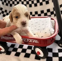 Emmett (Tiny) , a male Cavapoo for sale in Spring Hill, FL – 10 of 10