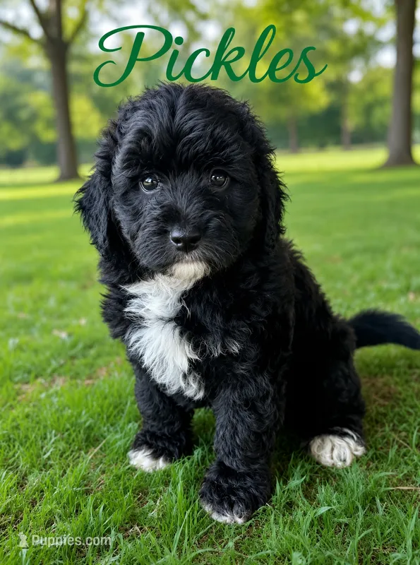 Pickles  – Miniature Goldendoodle puppy for sale in Spring Hill, FL