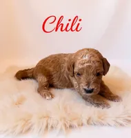 Mico Mini chili, a male Miniature Goldendoodle for sale in Spring Hill, FL – 7 of 10