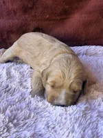 Glory, a female Miniature Bernedoodle for sale in Spring Hill, FL – 3 of 10