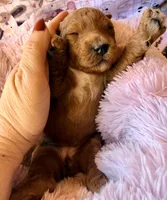 Starla, a female Miniature Bernedoodle for sale in Spring Hill, FL – 7 of 10