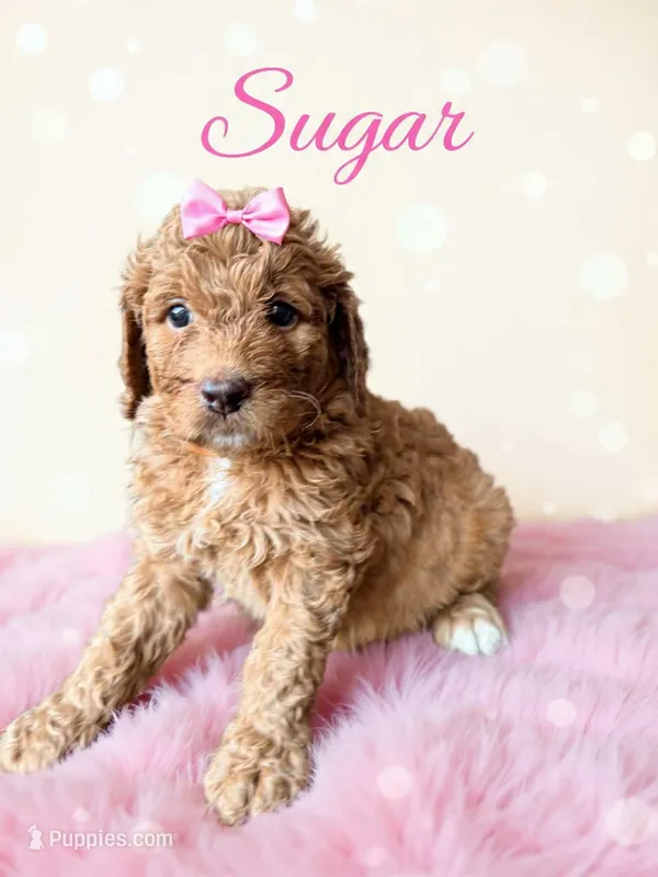 Sugar  – Goldendoodle puppy for sale in Spring Hill, FL