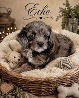 Echo , a male Cavapoo for sale in Spring Hill, FL – 5 of 10