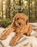 Ranger , a male Miniature Goldendoodle for sale in Spring Hill, FL – 5 of 5