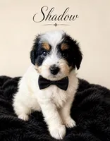 Shadow (Tiny) , a male Toy Australian Shepherd and Miniature Aussiedoodle for sale in Spring Hill, FL – 4 of 10
