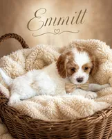 Emmett (Tiny) , a male Cavapoo for sale in Spring Hill, FL – 6 of 10
