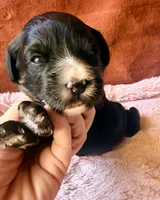 Liberty, a female Miniature Bernedoodle for sale in Spring Hill, FL – 2 of 10
