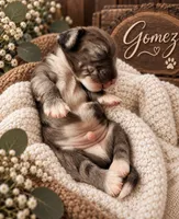 Gomez, a male Miniature Dachshund for sale in Spring Hill, FL – 4 of 10