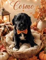 Cosmo, a male Miniature Bernedoodle and Miniature Goldendoodle for sale in Spring Hill, FL – 3 of 9