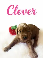 Clover (dark pink), a female Goldendoodle for sale in Port Richey, FL – 6 of 10