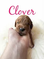 Clover (dark pink), a female Goldendoodle for sale in Port Richey, FL – 5 of 10
