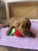 Clover (dark pink), a female Goldendoodle for sale in Port Richey, FL – 9 of 10