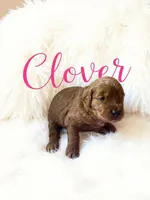 Clover (dark pink), a female Goldendoodle for sale in Port Richey, FL – 7 of 10