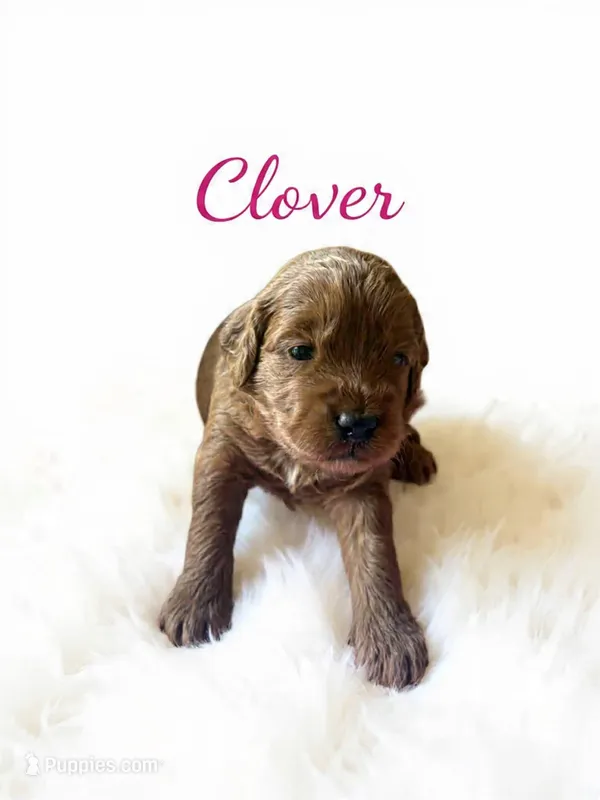 Clover (dark pink) – Goldendoodle puppy for sale in Port Richey, FL