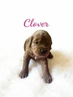 Clover (dark pink), a female Goldendoodle for sale in Port Richey, FL – 1 of 10