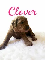 Clover (dark pink), a female Goldendoodle for sale in Port Richey, FL – 2 of 10