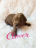 Clover (dark pink), a female Goldendoodle for sale in Port Richey, FL – 3 of 10