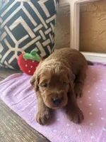 Clover (dark pink), a female Goldendoodle for sale in Port Richey, FL – 10 of 10