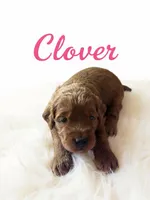 Clover (dark pink), a female Goldendoodle for sale in Port Richey, FL – 4 of 10