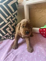 Clover (dark pink), a female Goldendoodle for sale in Port Richey, FL – 8 of 10