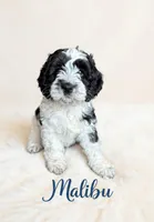 Mini Malibu, a male Cockapoo for sale in Port Richey, FL – 7 of 10