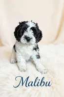 Mini Malibu, a male Cockapoo for sale in Port Richey, FL – 5 of 10