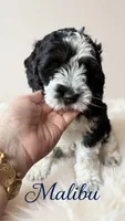 Mini Malibu, a male Cockapoo for sale in Port Richey, FL – 6 of 10