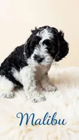 Mini Malibu, a male Cockapoo for sale in Port Richey, FL – 10 of 10