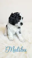 Mini Malibu, a male Cockapoo for sale in Port Richey, FL – 4 of 10