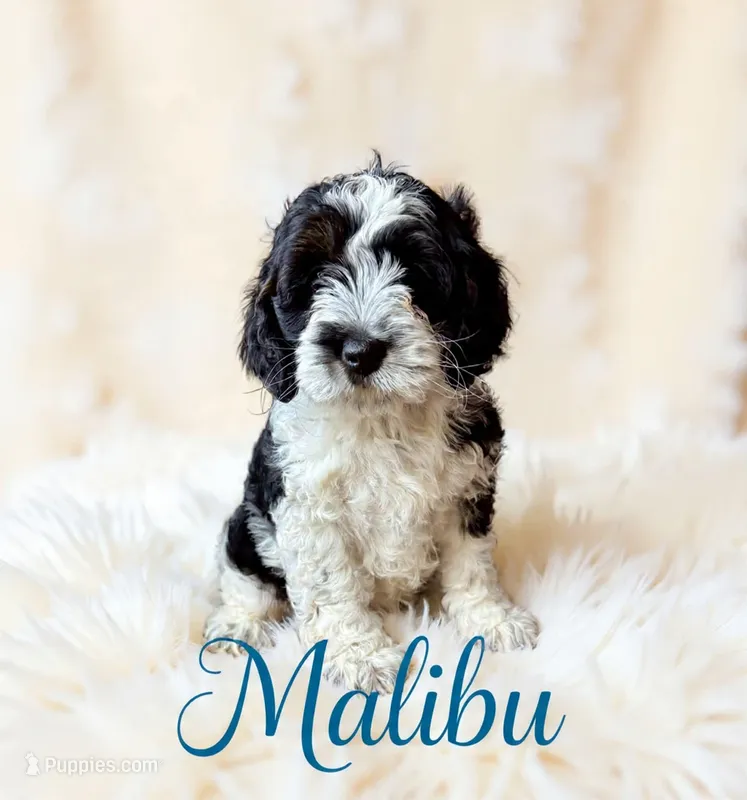 Mini Malibu – Cockapoo puppy for sale in Port Richey, FL