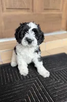 Mini Malibu, a male Cockapoo for sale in Port Richey, FL – 3 of 10