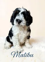 Mini Malibu, a male Cockapoo for sale in Port Richey, FL – 9 of 10