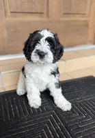 Mini Malibu, a male Cockapoo for sale in Port Richey, FL – 8 of 10