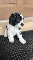 Mini Malibu, a male Cockapoo for sale in Port Richey, FL – 2 of 10