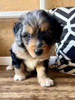 Sterling (Toy), a male Miniature Aussiedoodle for sale in Spring Hill, FL – 7 of 10