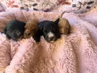 Liberty, a female Miniature Bernedoodle for sale in Spring Hill, FL – 10 of 10