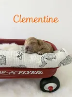 Chili  Mico Mini, a male Miniature Goldendoodle for sale in Spring Hill, FL – 4 of 10