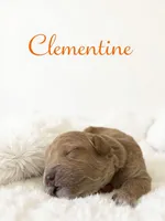 Chili  Mico Mini, a male Miniature Goldendoodle for sale in Spring Hill, FL – 3 of 10