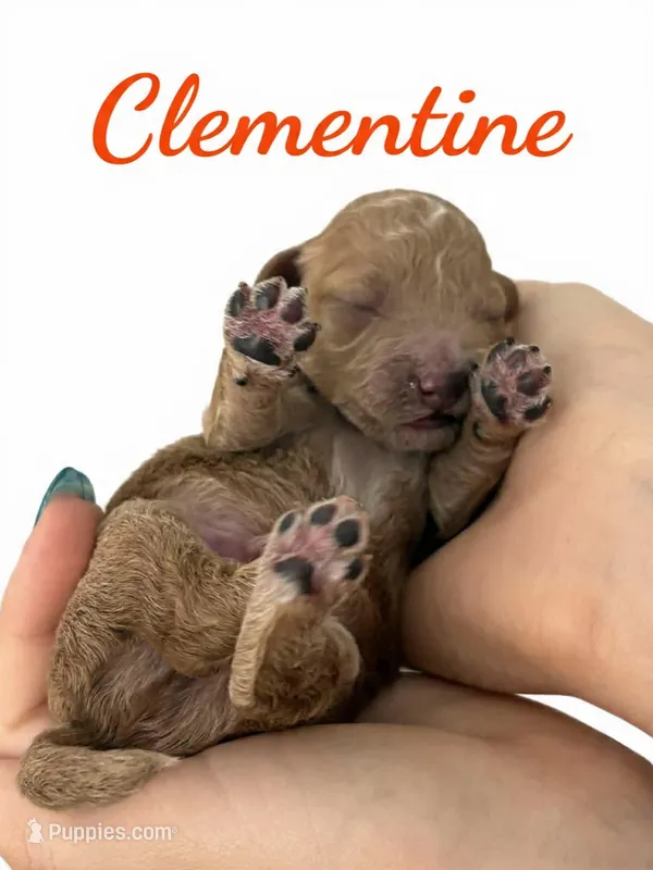 Chili  Mico Mini – Miniature Goldendoodle puppy for sale in Spring Hill, FL
