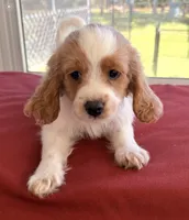 Emmett (Tiny) , a male Cavapoo for sale in Spring Hill, FL – 5 of 10