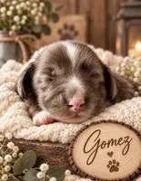 Gomez, a male Miniature Dachshund for sale in Spring Hill, FL – 5 of 10